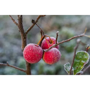 Red Apple Plant